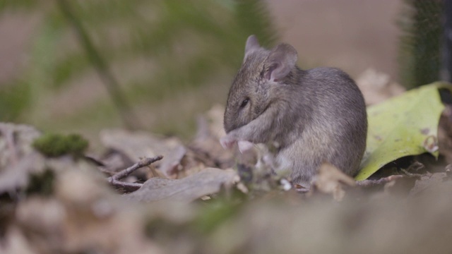 木鼠(林apodemus sylvaticus)自我清洁视频素材