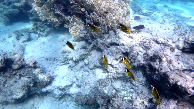 红海浣熊蝴蝶鱼，埃及视频素材