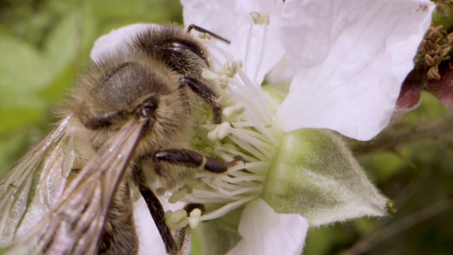 蜜蜂(Apis mellifera)在荆棘花上采集花蜜并飞走视频素材