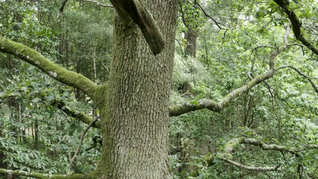 橡树(栎属robur)，南唐斯视频素材