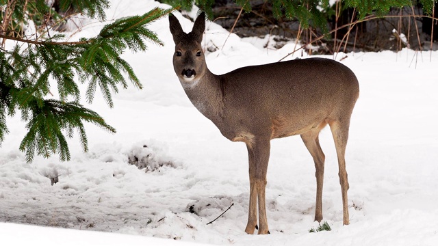 雪地里的狍。Capreolus Capreolus。冬天的野生狍。视频素材