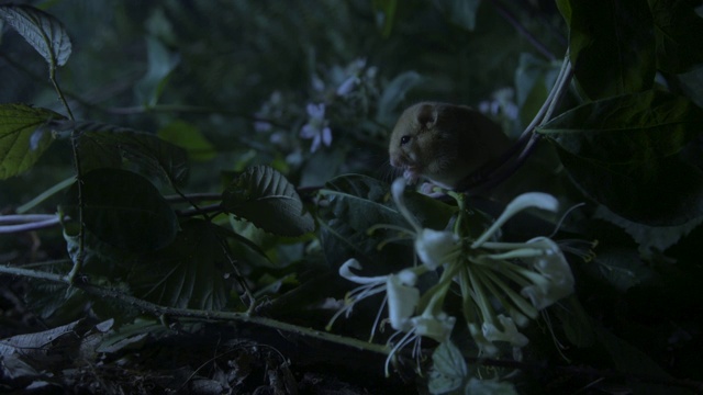 榛睡鼠坐在金银花和荆棘上视频素材