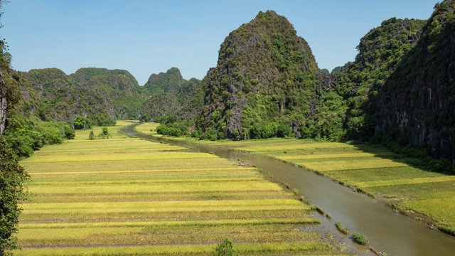 越南的稻田视频素材