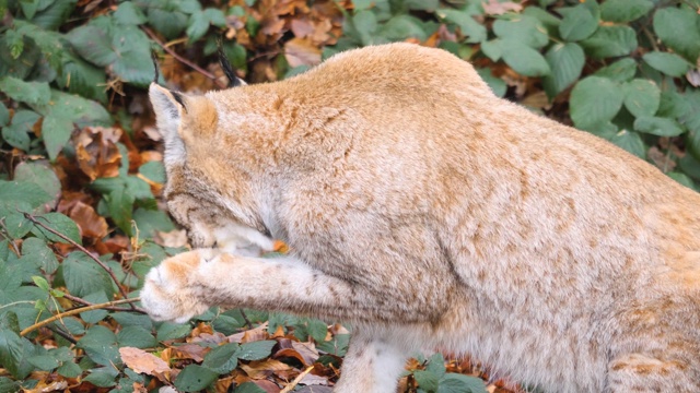 山猫的特写视频素材