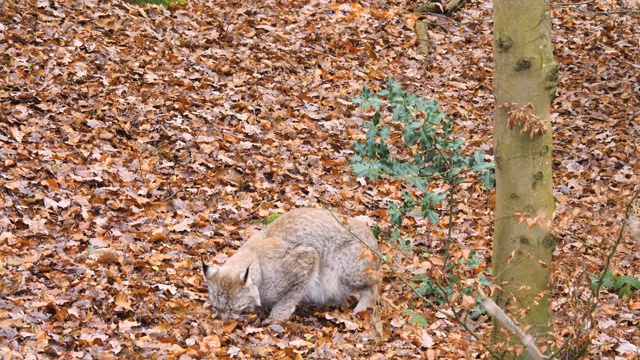 山猫的特写视频素材