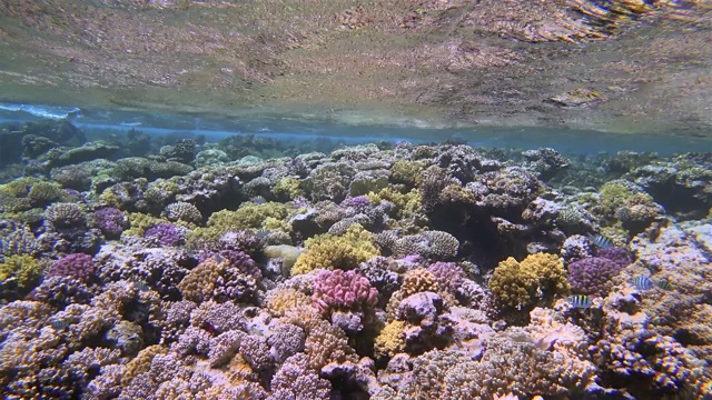 美丽的珊瑚礁上的海洋生物和许多热带鱼在红海-马萨阿拉姆视频素材