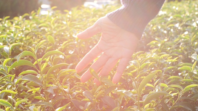 用手触摸植物中的绿茶叶子的慢动作视频素材