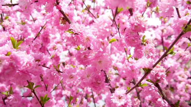 蜜蜂从樱花树上的粉红色樱花上采集花粉视频素材