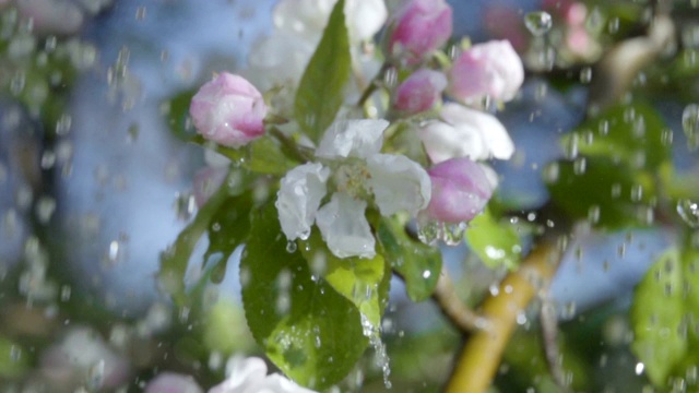 树苹果枝与花在雨中。缓慢的运动。在春天的花园里苹果树开花的特写。缓慢的运动。软散景浅自由度。春天的雨天。蓝色的天空。视频素材