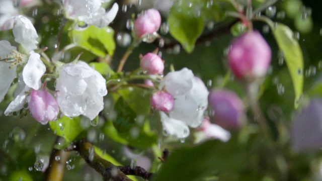 树苹果枝与花在雨中。缓慢的运动。在春天的花园里苹果树开花的特写。缓慢的运动。软散景浅自由度。春天的雨天。蓝色的天空。视频素材