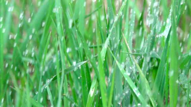 雨水滴落在绿色的夏季草雨滴与新鲜的绿叶为自然。关闭了。缓慢的运动。水滴落在春叶上。特写镜头。自然背景。散景浅景深视频素材