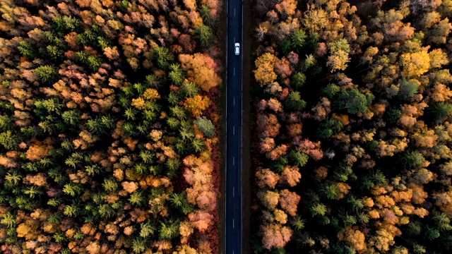 鸟瞰图森林道路在秋天与汽车。空中俯瞰笔直的道路与汽车在多彩的乡村秋天森林。秋天橙色，绿色，黄色，红色的叶子树树林。视频素材