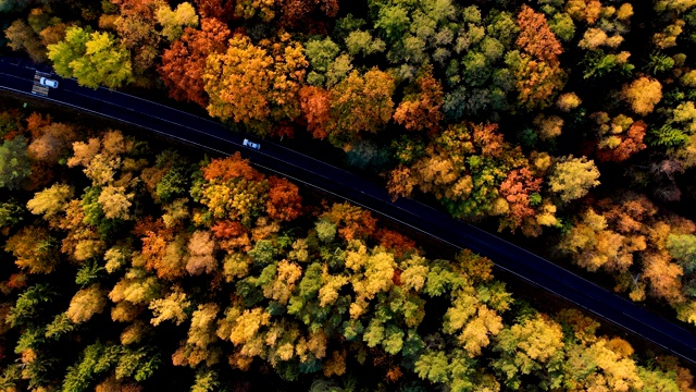 空中俯瞰笔直的道路与汽车在多彩的乡村秋天森林。鸟瞰图森林道路在秋天与汽车。秋天橙色，绿色，黄色，红色的叶子树树林。视频素材