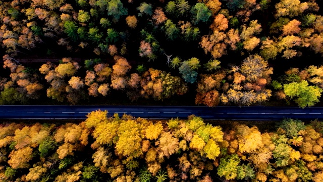 空中俯瞰笔直的道路与汽车在多彩的乡村秋天森林。鸟瞰图森林道路在秋天与汽车。秋天橙色，绿色，黄色，红色的叶子树树林。视频素材