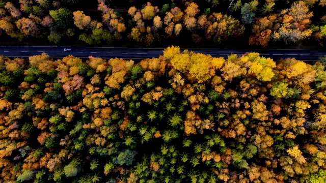 空中俯瞰笔直的道路与汽车在多彩的乡村秋天森林。鸟瞰图森林道路在秋天与汽车。秋天橙色，绿色，黄色，红色的叶子树树林。视频素材