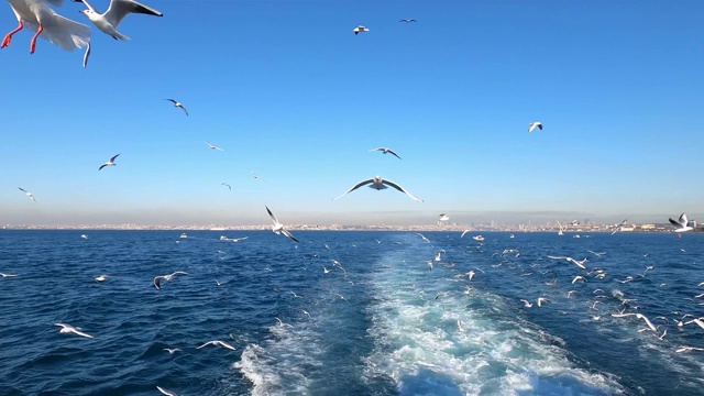 海鸥在海面上缓慢地飞翔视频素材