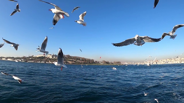 海鸥在海面上缓慢地飞翔视频素材