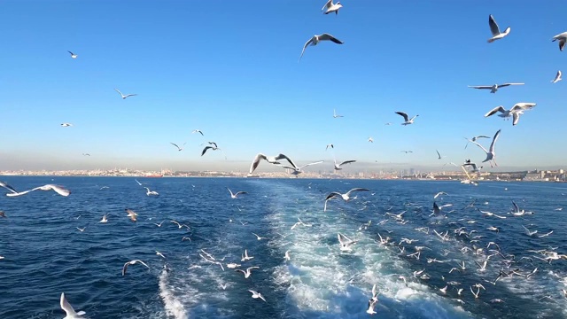 海鸥在海面上缓慢地飞翔视频素材