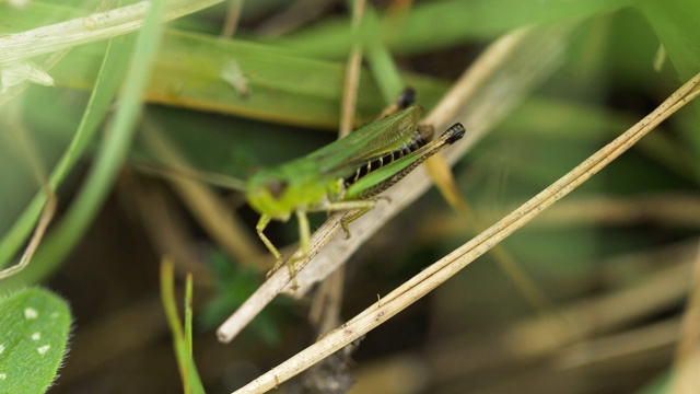 南唐斯雄性草甸蚱蜢(Chorthippus parallelus)视频素材