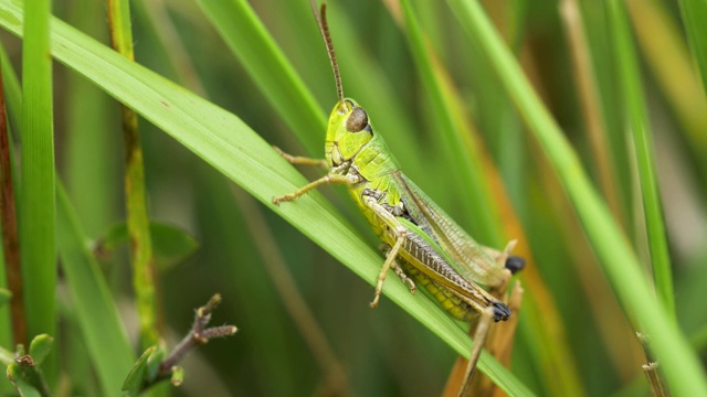 雄性草原蚱蜢(Chorthippus parallelus)在南唐斯跳跃视频素材