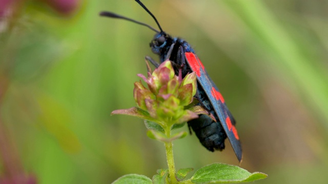 两只六斑伯纳蛾(Zygaena filipendulae)，南唐斯视频素材