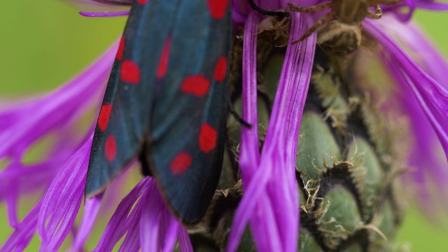 蓟上的两只六斑伯纳蛾(Zygaena filipendulae)视频素材