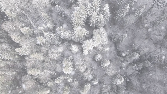 森林和降雪。鸟瞰图视频素材