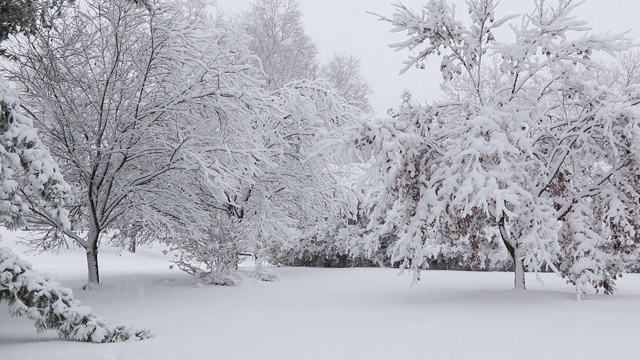 在暴风雪中，树木被冰雪覆盖，伴随着微风，营造出一种宁静的氛围视频素材