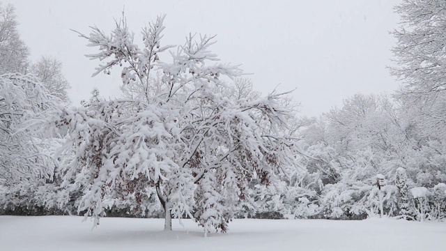 在暴风雪中，树木被冰雪覆盖，伴随着微风，营造出一种宁静的氛围视频素材