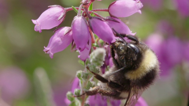 大黄蜂(Bombus sp)从贝尔希瑟(Erica cinerea)收集花蜜，南唐斯视频素材