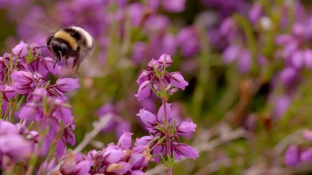 大黄蜂(Bombus sp)在南唐斯的贝尔希瑟(Erica cinerea)采集花蜜视频素材