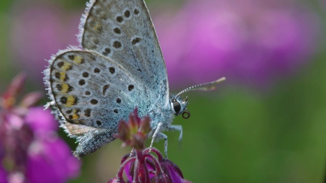 南唐斯的贝尔希瑟(爱丽卡cinerea)上镶银的蓝蝴蝶(Plebejus argus)视频素材