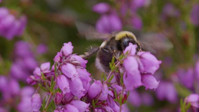 大黄蜂(Bombus sp)在南唐斯的贝尔希瑟(Erica cinerea)采集花蜜视频素材