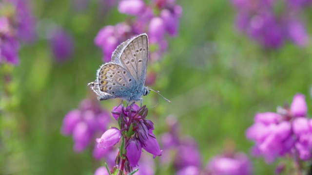 南唐斯的贝尔希瑟(爱丽卡cinerea)上镶银的蓝蝴蝶(Plebejus argus)视频素材