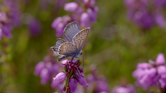 南唐斯的贝尔希瑟(爱丽卡cinerea)上镶银的蓝蝴蝶(Plebejus argus)视频素材