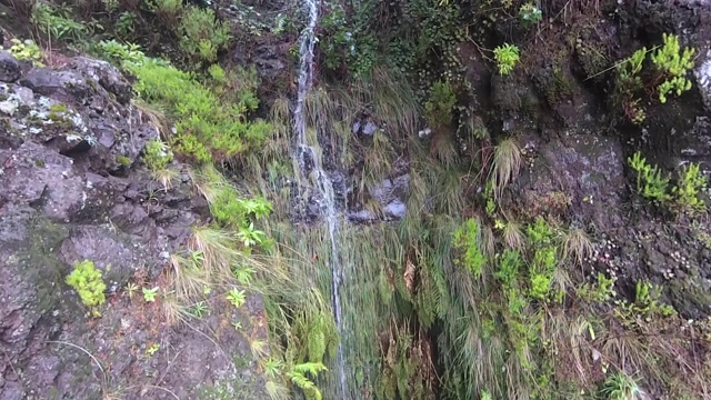 马德拉岛的月桂森林特写。旅游路线勒瓦达方丹斯25(25喷泉)。视频下载