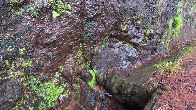 马德拉岛的月桂森林特写。旅游路线勒瓦达方丹斯25(25喷泉)。视频下载