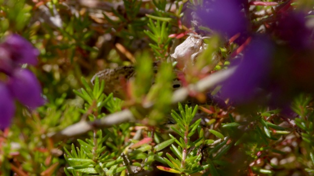 南唐斯的贝尔希瑟(爱丽卡cinerea)上镶银蝴蝶(Plebejus argus)视频素材