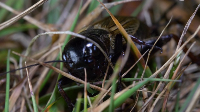 田野蟋蟀(Gryllus campestris)爬过草地，南唐斯视频素材