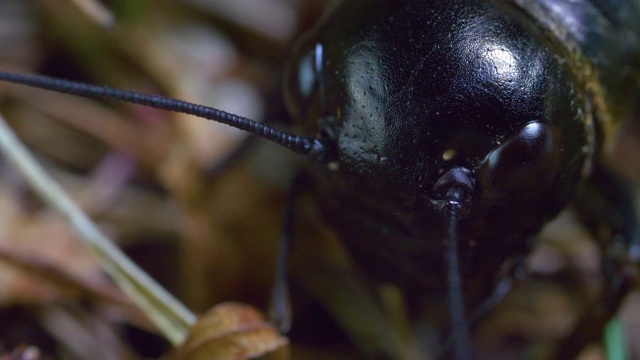 田野蟋蟀(Gryllus campestris)移动它的触角并爬走视频素材