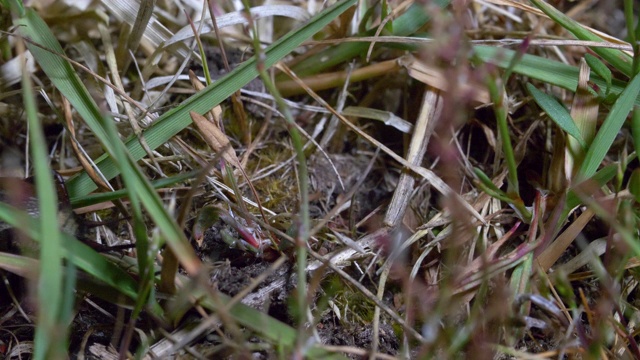 田野蟋蟀(Gryllus campestris)爬过草地，南唐斯视频素材