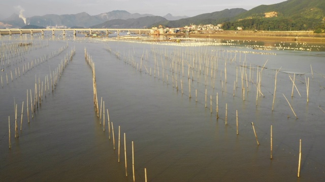 飞过中国的海藻和渔场。视频素材