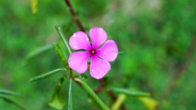 特写紫花摇曳在花园绿色的背景视频素材