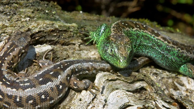 南唐斯，雌性沙蜥(Lacerta agilis)与雄性沙蜥互动视频素材