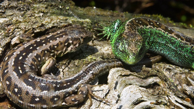 南唐斯，雌性沙蜥(Lacerta agilis)与雄性沙蜥互动视频素材