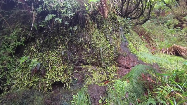 马德拉岛的月桂森林特写。旅游路线勒瓦达方丹斯25(25喷泉)。视频下载