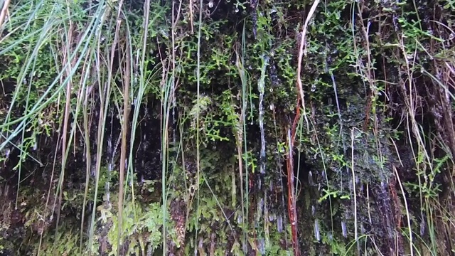 马德拉岛的月桂森林特写。旅游路线勒瓦达方丹斯25(25喷泉)。视频素材