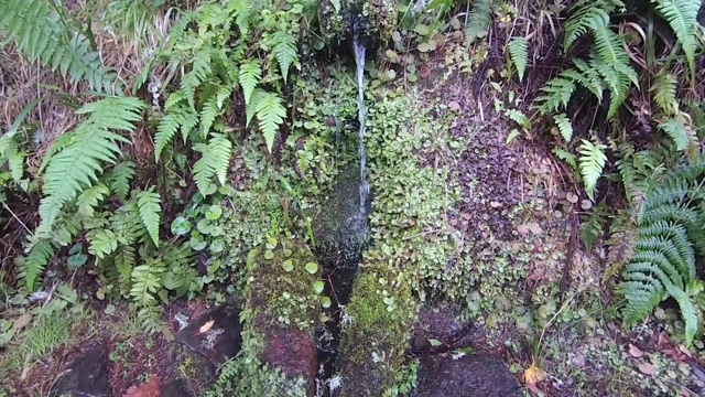 马德拉岛的月桂森林特写。旅游路线勒瓦达方丹斯25(25喷泉)。视频下载