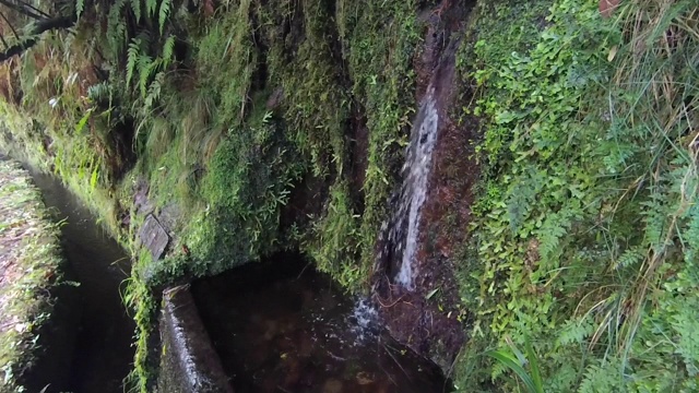 马德拉岛的月桂森林特写。旅游路线勒瓦达方丹斯25(25喷泉)。视频下载