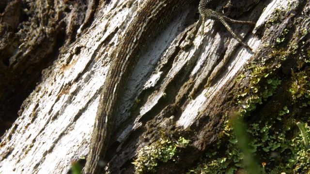 雄性沙蜥蜴(Lacerta agilis)爬上一根原木，南唐斯视频素材